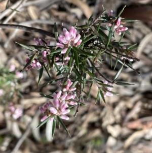 Lissanthe strigosa subsp. subulata at Jerrabomberra, NSW - 18 Sep 2022 11:07 AM