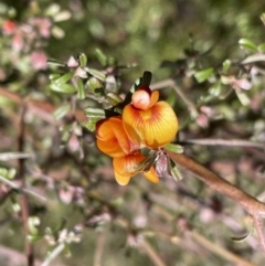 Pultenaea microphylla (Egg and Bacon Pea) at Mount Jerrabomberra - 18 Sep 2022 by Mavis