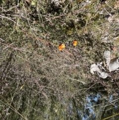 Pultenaea microphylla at Jerrabomberra, NSW - 18 Sep 2022