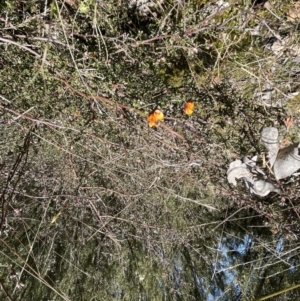 Pultenaea microphylla at Jerrabomberra, NSW - 18 Sep 2022