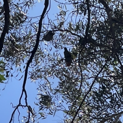 Callocephalon fimbriatum (Gang-gang Cockatoo) at Mount Jerrabomberra QP - 18 Sep 2022 by Mavis