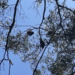 Callocephalon fimbriatum at Jerrabomberra, NSW - 18 Sep 2022