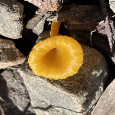 Lichenomphalia chromacea (Yellow Navel) at Jerrabomberra, NSW - 18 Sep 2022 by Mavis