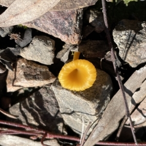 Lichenomphalia chromacea at Jerrabomberra, NSW - 18 Sep 2022