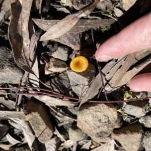 Lichenomphalia chromacea at Jerrabomberra, NSW - 18 Sep 2022