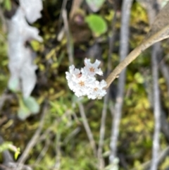 Leucopogon virgatus (Common Beard-heath) at Mount Jerrabomberra QP - 18 Sep 2022 by Mavis