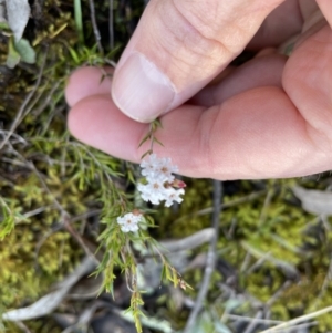 Leucopogon virgatus at Jerrabomberra, NSW - 18 Sep 2022 10:40 AM