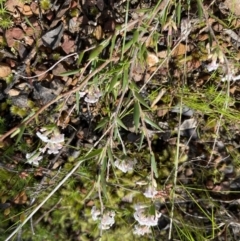 Leucopogon virgatus at Jerrabomberra, NSW - 18 Sep 2022