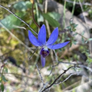 Cyanicula caerulea at Jerrabomberra, NSW - 18 Sep 2022