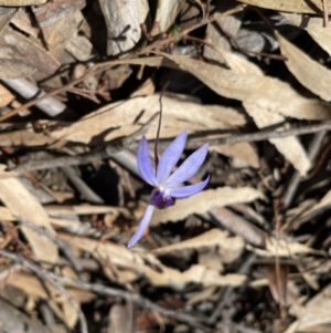 Cyanicula caerulea at Jerrabomberra, NSW - 18 Sep 2022