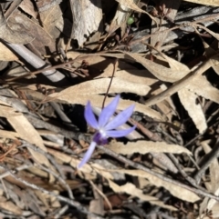 Cyanicula caerulea at Jerrabomberra, NSW - 18 Sep 2022