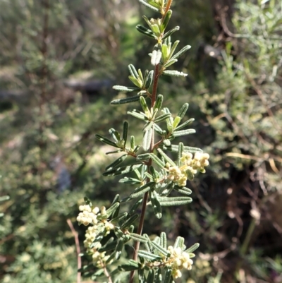 Pomaderris angustifolia (Pomaderris) at Aranda, ACT - 13 Sep 2022 by CathB