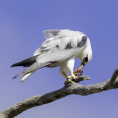 Elanus axillaris (Black-shouldered Kite) at Throsby, ACT - 14 Apr 2022 by CedricBear