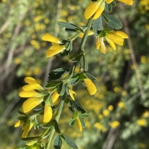 Genista monspessulana at Jerrabomberra, NSW - 18 Sep 2022