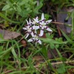 Wurmbea dioica subsp. dioica (Early Nancy) at Chiltern, VIC - 17 Sep 2022 by Darcy