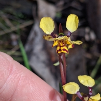 Diuris pardina (Leopard Doubletail) at Chiltern, VIC - 17 Sep 2022 by Darcy