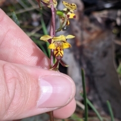 Diuris pardina at Chiltern, VIC - suppressed
