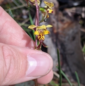 Diuris pardina at Chiltern, VIC - suppressed
