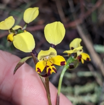 Diuris pardina (Leopard Doubletail) at Chiltern, VIC - 17 Sep 2022 by Darcy