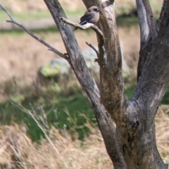 Artamus cyanopterus cyanopterus (Dusky Woodswallow) at Wirlinga, NSW - 18 Sep 2022 by Darcy