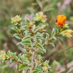 Pultenaea procumbens (Bush Pea) at Jerrabomberra, ACT - 18 Sep 2022 by Mike