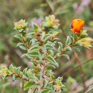 Pultenaea procumbens at Jerrabomberra, ACT - 18 Sep 2022