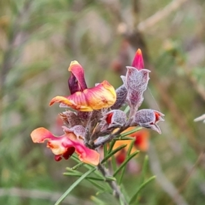 Dillwynia sp. Yetholme (P.C.Jobson 5080) NSW Herbarium at Jerrabomberra, ACT - 18 Sep 2022