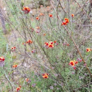 Dillwynia sp. Yetholme (P.C.Jobson 5080) NSW Herbarium at Jerrabomberra, ACT - 18 Sep 2022