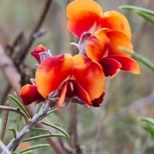 Dillwynia sp. Yetholme (P.C.Jobson 5080) NSW Herbarium at Jerrabomberra, ACT - 18 Sep 2022