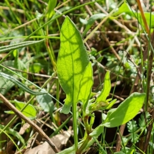 Rumex acetosella at Jerrabomberra, ACT - 18 Sep 2022