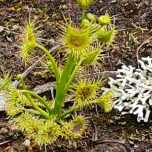 Drosera gunniana at Jerrabomberra, ACT - 18 Sep 2022