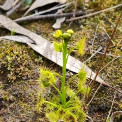 Drosera gunniana at Jerrabomberra, ACT - 18 Sep 2022