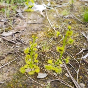 Drosera gunniana at Jerrabomberra, ACT - 18 Sep 2022