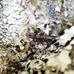 Rhytidoponera sp. (genus) (Rhytidoponera ant) at Aranda Bushland - 6 Sep 2022 by CathB