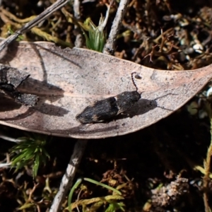 Pseudaeolus sp. (genus) at Aranda, ACT - 7 Sep 2022