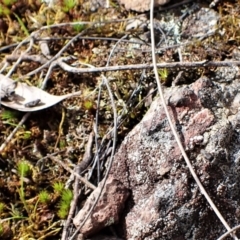 Pseudaeolus sp. (genus) at Aranda, ACT - 7 Sep 2022