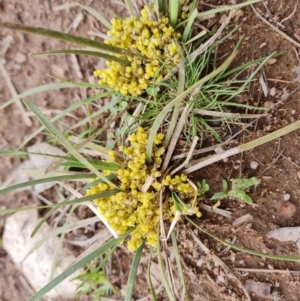 Lomandra bracteata at Jerrabomberra, ACT - 18 Sep 2022