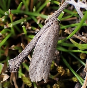 Chezala privatella at Molonglo Valley, ACT - 7 Sep 2022