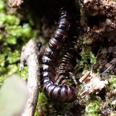 Paradoxosomatidae sp. (family) (Millipede) at Molonglo Valley, ACT - 7 Sep 2022 by CathB