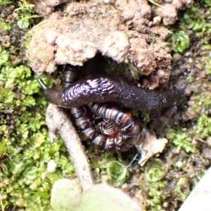 Deroceras laeve at Aranda Bushland - 7 Sep 2022