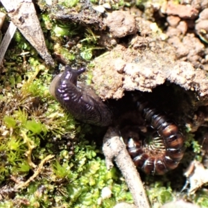 Deroceras laeve at Aranda Bushland - 7 Sep 2022 11:47 AM