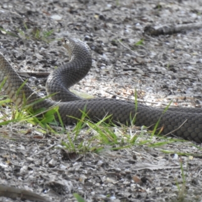 Pseudonaja textilis (Eastern Brown Snake) at Hawks Nest, NSW - 18 Sep 2022 by GlossyGal