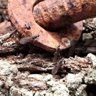 Papyrius nitidus (Shining Coconut Ant) at Aranda Bushland - 7 Sep 2022 by CathB