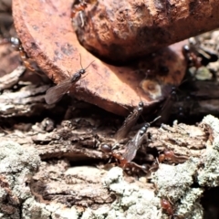 Papyrius nitidus at Molonglo Valley, ACT - 7 Sep 2022