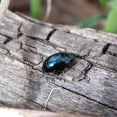 Arsipoda chrysis (Flea beetle) at Molonglo Valley, ACT - 7 Sep 2022 by CathB