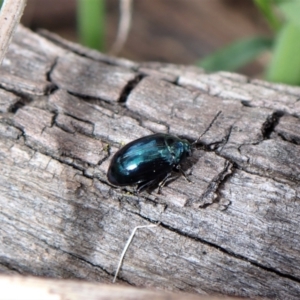 Arsipoda chrysis at Molonglo Valley, ACT - 7 Sep 2022