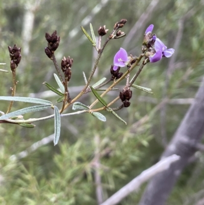 Glycine clandestina (Twining Glycine) at Coree, ACT - 18 Sep 2022 by JaneR