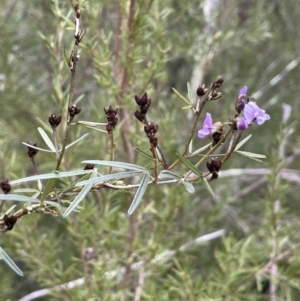 Glycine clandestina at Coree, ACT - 18 Sep 2022