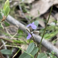 Hovea heterophylla (Common Hovea) at Coree, ACT - 18 Sep 2022 by JaneR