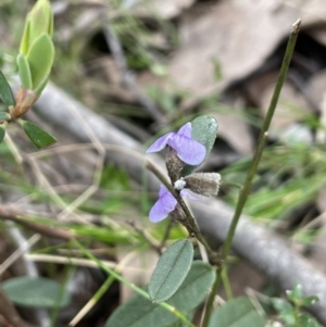 Hovea heterophylla at Coree, ACT - 18 Sep 2022 12:32 PM